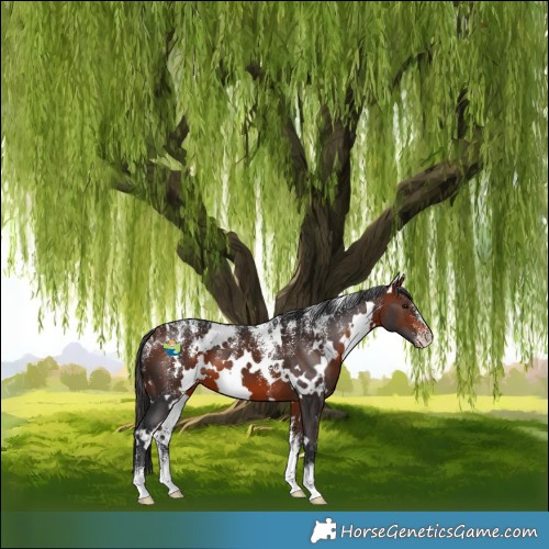 Horse Color:Powder White White Spotted Bay 