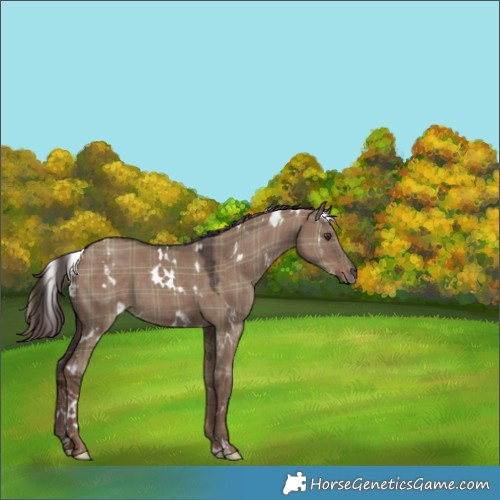 Horse Color:Plaid  White Spotted Liver Red Dun 