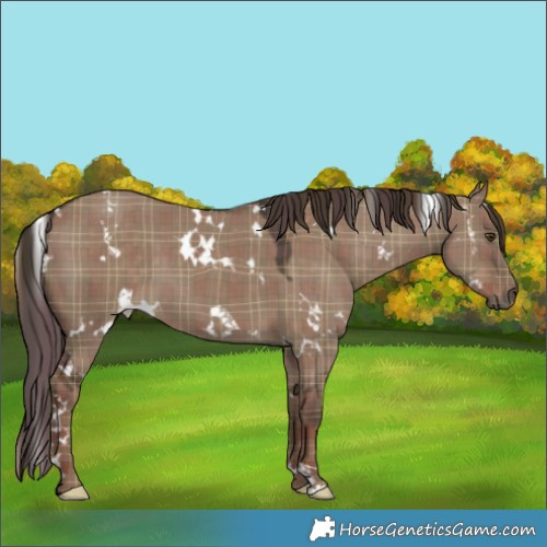 Horse Color:Plaid  White Spotted Liver Red Dun 