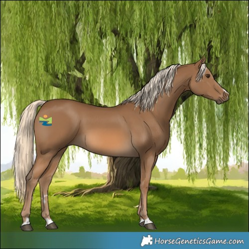 Horse Color:Chocolate Palomino 