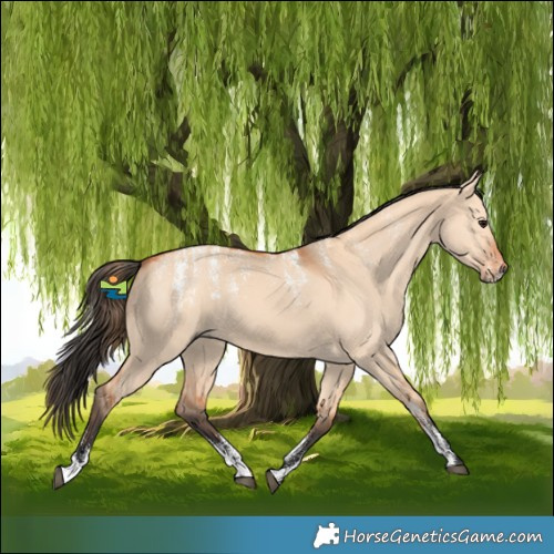 Horse Color:Powder White Bay Dun 