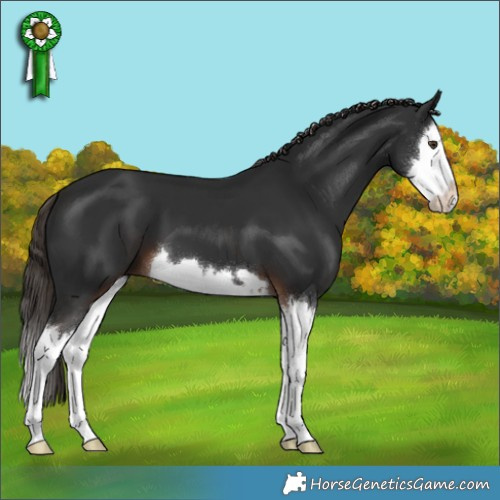 Horse Color:Liver Chestnut Splash 