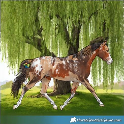 Horse Color:Powder White Chestnut  and Powder White Bay Appaloosa 