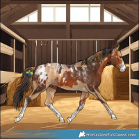 Horse Color:Powder White Chestnut and Powder White Bay Blanket