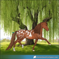 Horse Color:Chestnut Appaloosa 