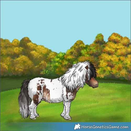 Horse Color:White Spotted Bay Tobiano 