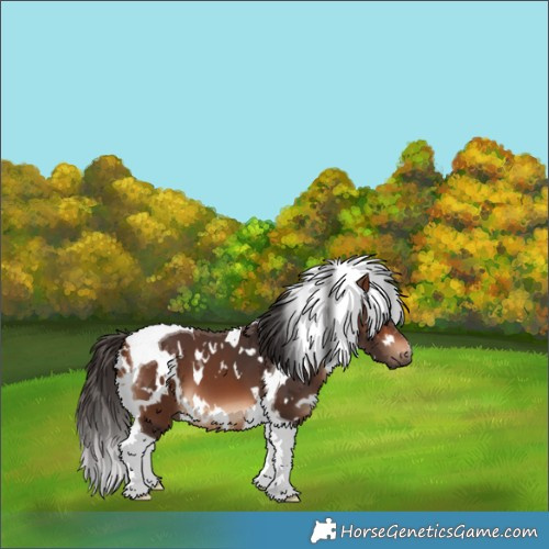 Horse Color:White Spotted Bay Tobiano 