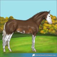 Horse Color:Chocolate Palomino Splash
