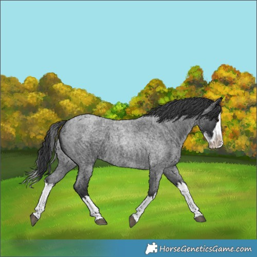 Horse Color:Blue Roan Splash