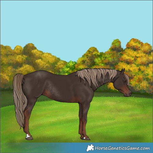 Horse Color:Liver Chestnut Rabicano 