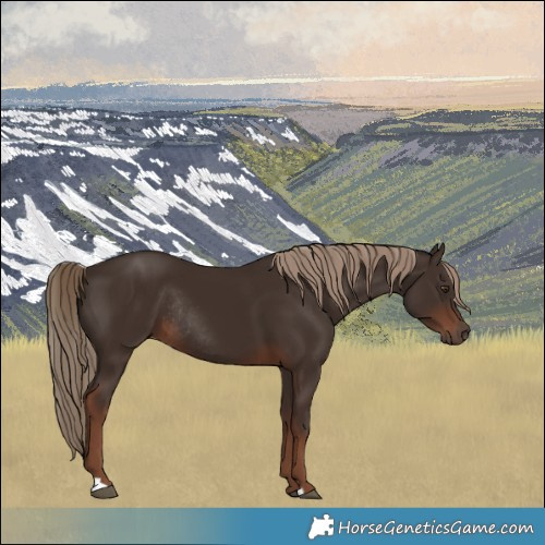 Horse Color:Liver Chestnut Rabicano 