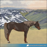 Horse Color:Liver Chestnut Rabicano