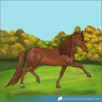 Horse Color:Chestnut 