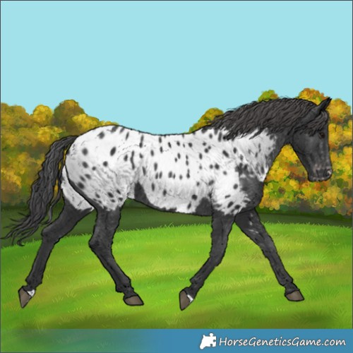 Horse Color:Black Appaloosa Rabicano 