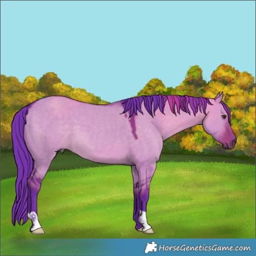 Horse Color:Unknown 