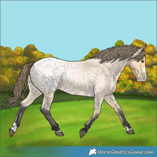 Horse Color:Buckskin Roan Splash Appaloosa 