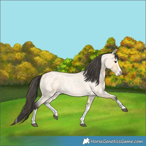 Horse Color:Buckskin Roan Splash 