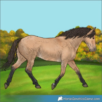 Horse Color:Bay Dun 