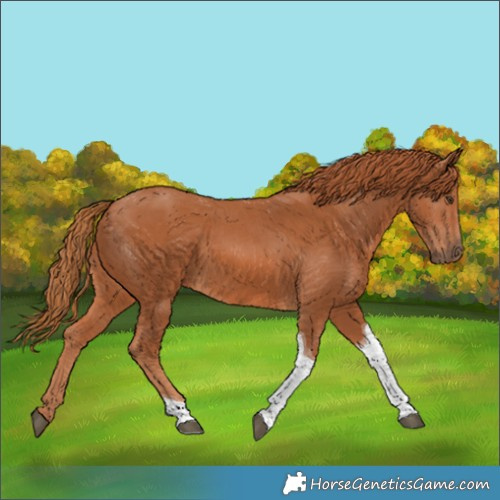 Horse Color:Chestnut Tobiano