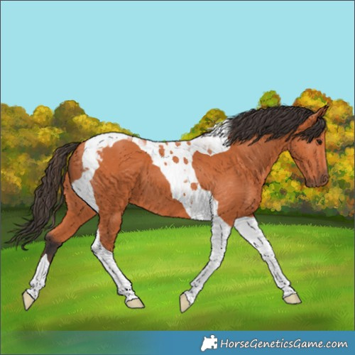 Horse Color:Bay Tobiano 
