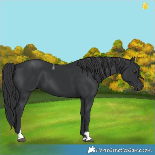 Horse Color:Black Tobiano 