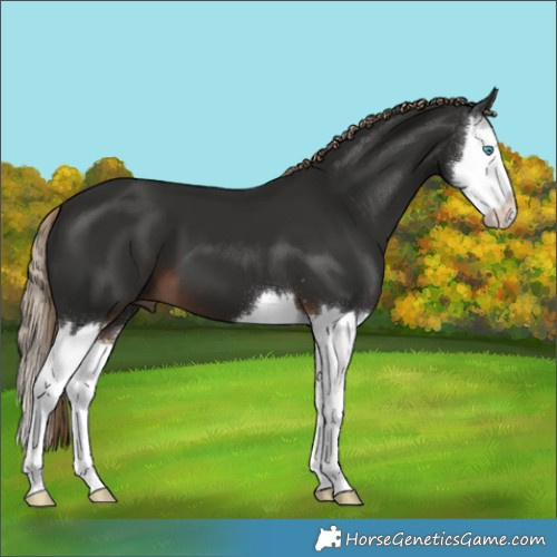 Horse Color:Liver Chestnut Splash