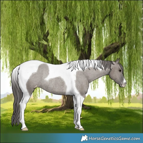 Horse Color:Grullo Tobiano Varnish Rabicano 