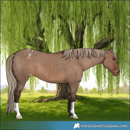 Horse Color:Liver Red Dun Appaloosa 