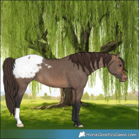 Horse Color:Brown Dun Snowcap 