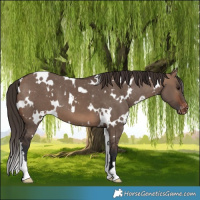 Horse Color:White Spotted Brown Dun Varnish 