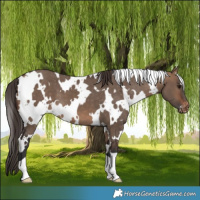 Horse Color:White Spotted Brown Dun Varnish 