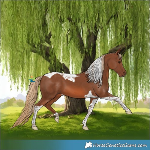 Horse Color:Chestnut Tobiano 