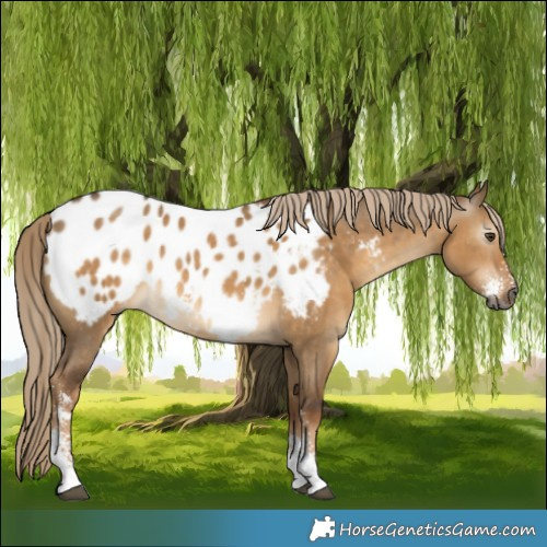 Horse Color:Gray Chocolate Palomino Dun Sabino Appaloosa 