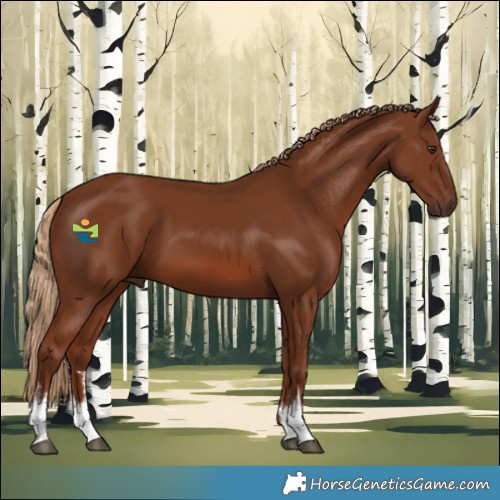 Horse Color:White Spotted Chestnut 