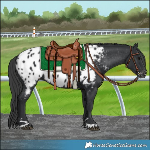 Horse Color:Black Appaloosa Rabicano 