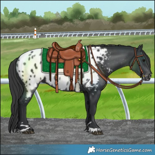 Horse Color:Black Near Leopard Rabicano