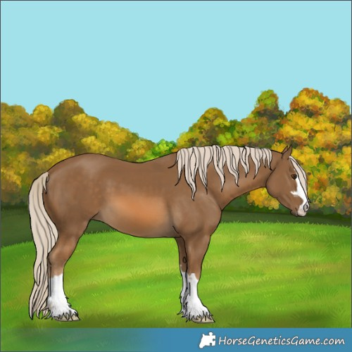Horse Color:Chocolate Palomino