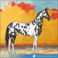 Horse Color:Black Tobiano Near Leopard 
