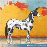 Horse Color:White Spotted Black Sabino Blanket 