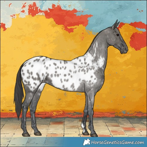 Horse Color:Grullo Blanket 