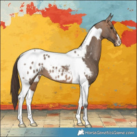 Horse Color:Bay Dun Tobiano Blanket