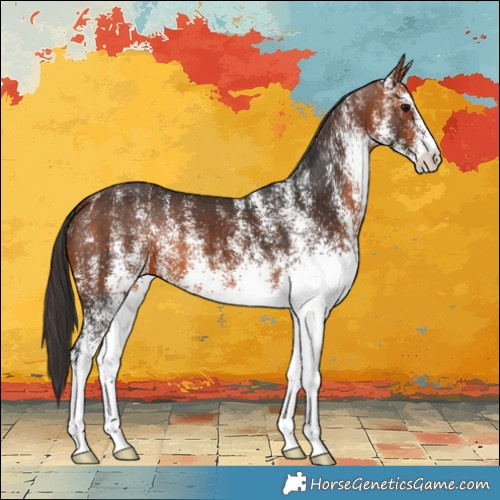 Horse Color:White Spotted Bay 