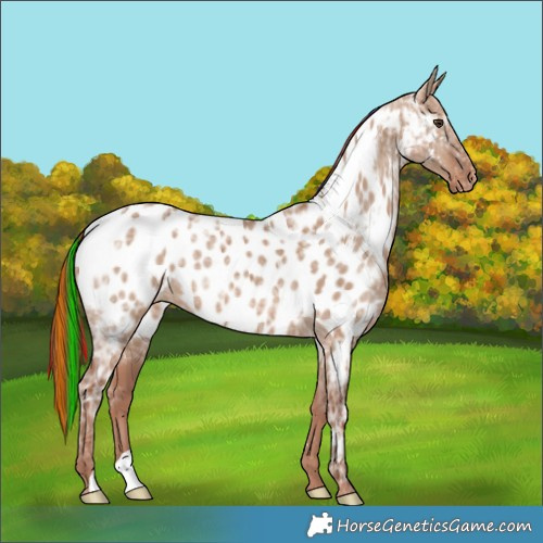 Horse Color:Painted Red Dun Ice Appaloosa 