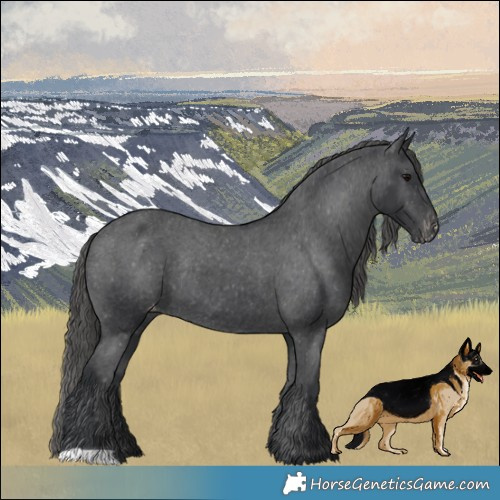 Horse Color:Black Varnish Rabicano