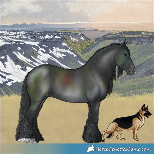 Horse Color:Black Varnish Rabicano