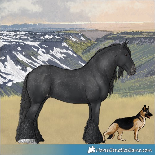 Horse Color:Black Appaloosa Rabicano