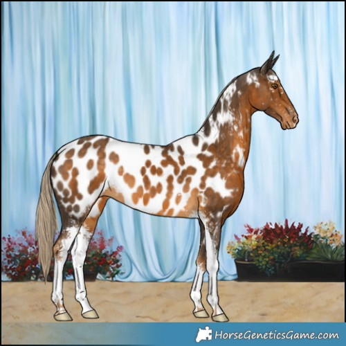 Horse Color:Chocolate Palomino Sabino Appaloosa 