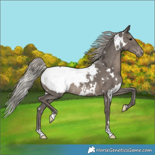 Horse Color:White Spotted Silver Black Appaloosa 