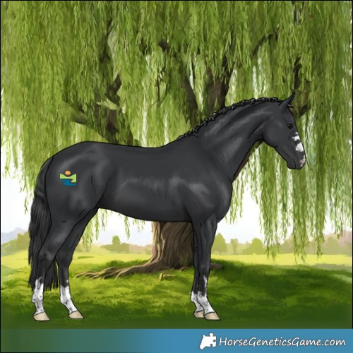 Horse Color:Black 