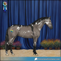 Horse Color:Gray White Spotted Grullo 